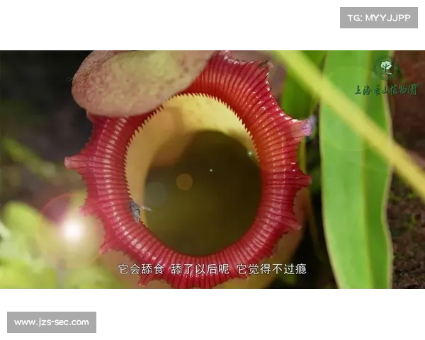 探索精灵世界：解密自然灵兽的生存智慧与生态奥秘